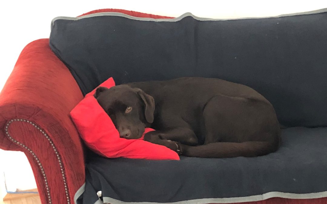 Nehmen Sie Ihren Hund mit ins Büro: Tiere im Büro – gut für die Seele, gut für das Unternehmen